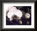 Buy Orchid Simplicity at AllPosters.com