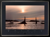 Buy Twilight at AllPosters.com