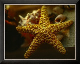 Buy Starfish I at AllPosters.com