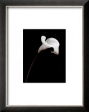 Buy Calla at AllPosters.com