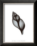 Buy Tulip Shell at AllPosters.com