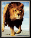 Lion Running