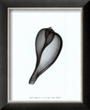 Buy Tun Shell at AllPosters.com