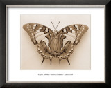 Buy Polyura Pyrrhus, Dorsal View at AllPosters.com