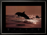 Buy Delphinus Delphis at AllPosters.com