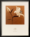 Buy Lily at AllPosters.com