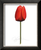 Buy Red Tulip at AllPosters.com