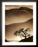 Desert Dreams II