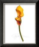 Buy Yellow Calla at AllPosters.com