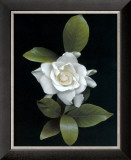 Gardenia Glory