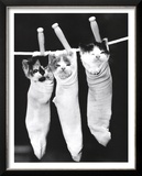 Pin Ups