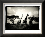 Buy Long Necks II at AllPosters.com