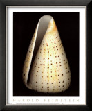 Buy Lesser Butterfly Cone at AllPosters.com