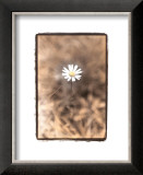Buy Wildflower II at AllPosters.com