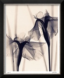Buy Japanese Iris at AllPosters.com