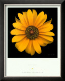 Buy Bliss at AllPosters.com