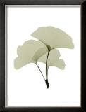 Buy Ginko I at AllPosters.com