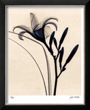 Buy Daylily at AllPosters.com