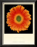 Buy Radiance at AllPosters.com