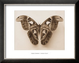 Buy Attacus Atlas at AllPosters.com