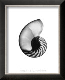 Buy Nautilus Shell at AllPosters.com