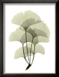 Buy Ginko II at AllPosters.com