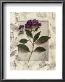 Buy Heliotrope at AllPosters.com