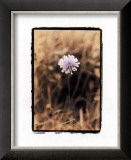 Buy Wildflower I at AllPosters.com
