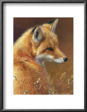 Curious: Red Fox