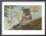 Buy Front Range Cougar at AllPosters.com