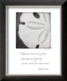 Buy Sand Dollar at AllPosters.com