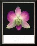 Buy Dendrobium at AllPosters.com