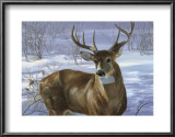 Through My Window: Whitetail Deer