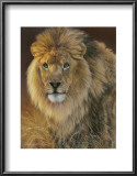 Power and Presence: African Lion