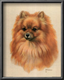 Buy Pomeranian at AllPosters.com