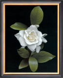 Gardenia Glory