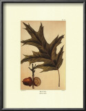 Red Oak