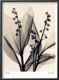 Buy Lily of the Valley at AllPosters.com