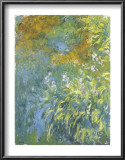 Buy Yellow Iris at AllPosters.com