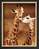 Giraffe, First Love