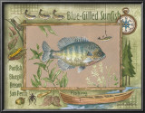 Blue-Gilled Sunfish