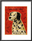 Dalmation