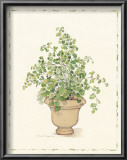 Buy Green Plant in a Clay Pot at AllPosters.com