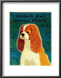 Cavalier King Charles (blenheim)