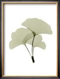 Buy Ginko I at AllPosters.com
