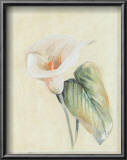 Buy Calla Lily II at AllPosters.com