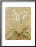 Buy Orchid at AllPosters.com