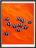 Ten Black-Tailed Humbugs