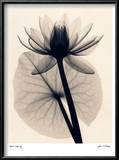 Buy Tropical Water Lily at AllPosters.com