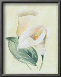 Buy Calla Lily I at AllPosters.com